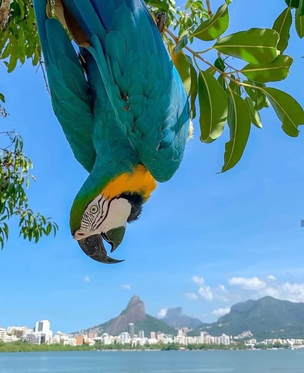 𝐌𝐀𝐆𝐈𝐀 𝐁𝐑𝐀𝐒𝐈𝐋𝐄Ñ𝐀 𝟐𝟎𝟐𝟔 🇧🇷 1